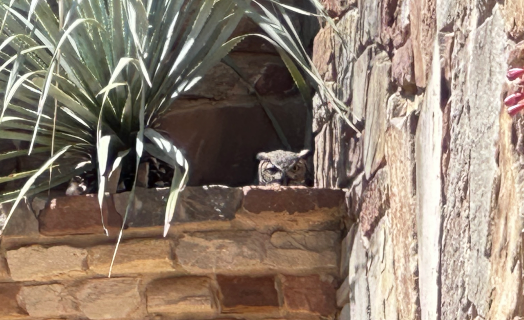 Owl